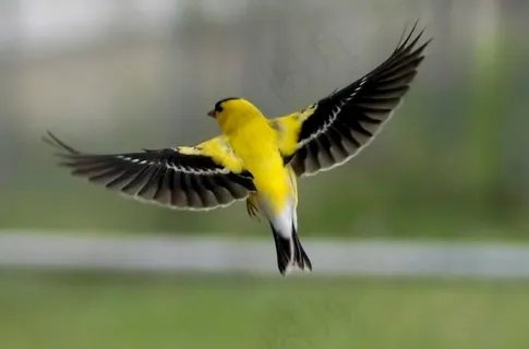 美国金翅雀在飞行