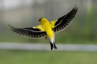 美国金翅雀在飞行