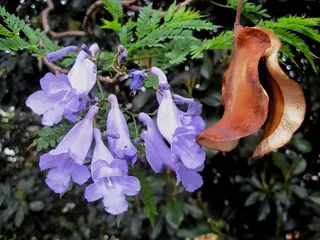种子荚，Jakaranda，棕色，干燥，卷曲，弯曲，花