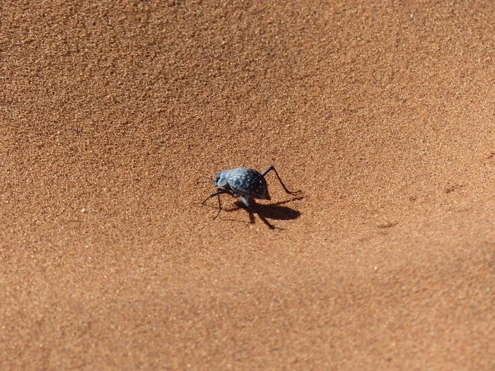 Sossusvlei，甲虫，纳米布沙漠，Wüstensand，沙漠