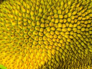 杰克，杰克水果，壳，关闭