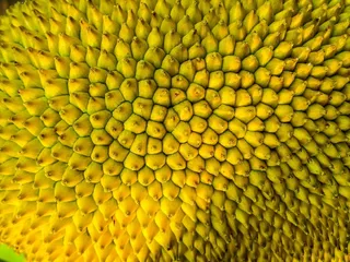 杰克，杰克水果，壳，关闭