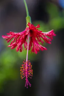 开花,异国植物,热带地区,粉红色,古巴 开花,异国植物,热带地区,粉红色,古巴