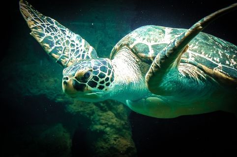 海龟,海,动物,老,水,海洋,动物园 海龟,海,动物,老,水,海洋,动物园