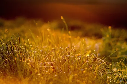 早晨,露水,莫尔琴托,6 00,夏天开始 早晨,露水,莫尔琴托,6 00,夏天开始