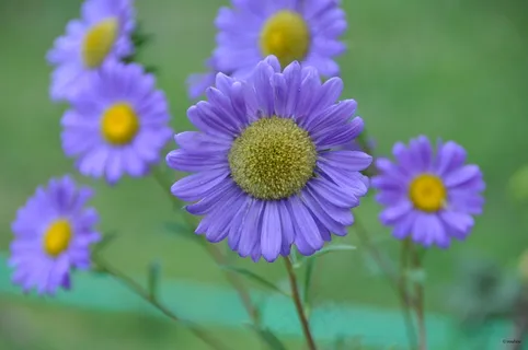 花,黄色,紫色,绿色,美丽,鲜花 花,黄色,紫色,绿色,美丽,鲜花