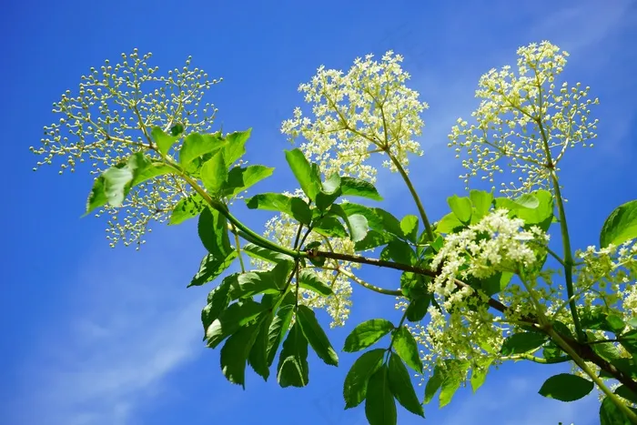 黑接骨木，接骨木花，分支，路，白