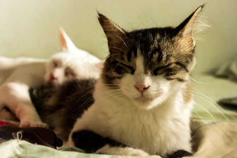猫,可爱,猫的,动物,加塔猫,琳达,小猫 猫,可爱,猫的,动物,加塔猫,琳达,小猫