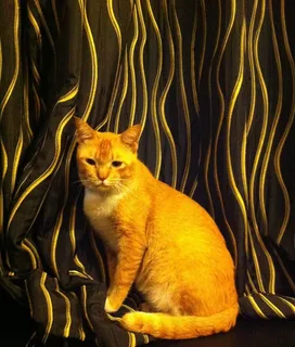 猫，宠物，猫的，基蒂，家养，可爱，哺乳动物