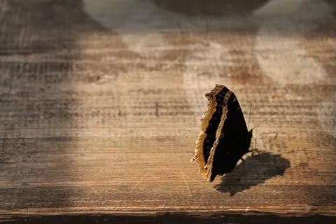 蝴蝶,自然,捷克*,动物,燕尾 蝴蝶,自然,捷克*,动物,燕尾