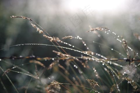 植物，晨露，高原，自然