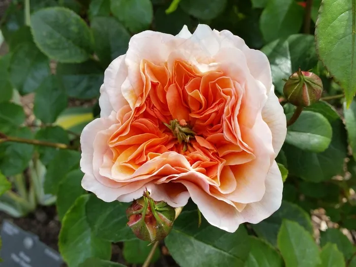 玫瑰，橙，花，自然，花园