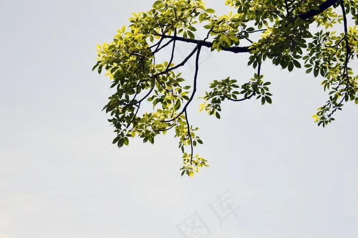 树，叶子，下午，自然，季节，自然