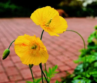 罂粟，花，开花，黄色，关闭，甜