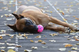 玛利诺犬，狗与球，甜，木桥