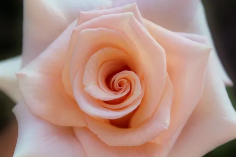 玫瑰,开花,盛开,关闭,三文鱼,花 玫瑰,开花,盛开,关闭,三文鱼,花