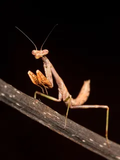 螳螂,昆虫,螳螂,若虫,Bug,宏 螳螂,昆虫,螳螂,若虫,Bug,宏