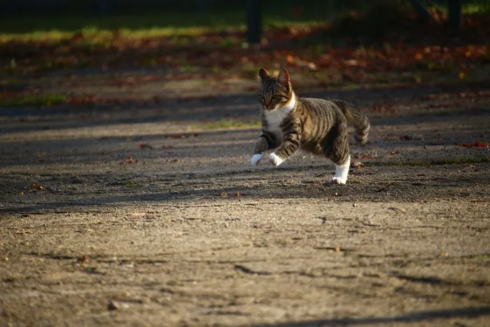 猫，小猫，秋季，年轻的猫，猫宝宝，宠物