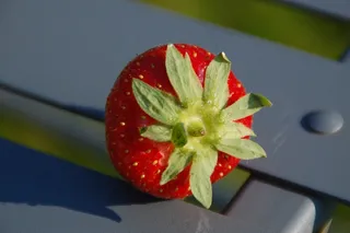 草莓，水果，风味