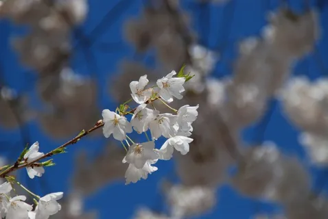 樱花,华盛顿特区,旅游,粉红色,春天 樱花,华盛顿特区,旅游,粉红色,春天