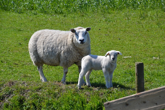 羊，羔羊，动物世界，羊毛，动物，草地，毛皮