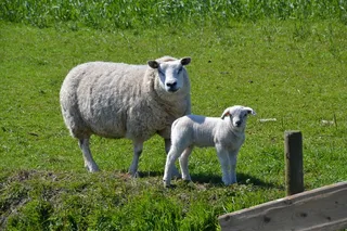 羊，羔羊，动物世界，羊毛，动物，草地，毛皮