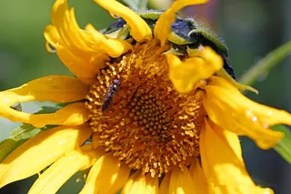 鲜花，花，向日葵，关闭，植物，背光