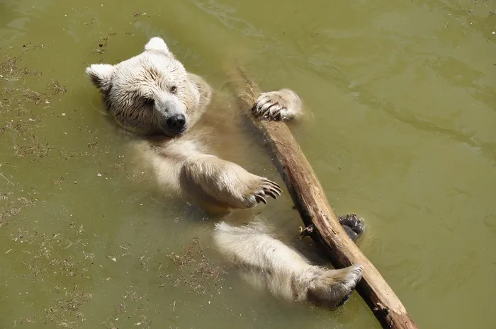 熊，甜，动物，泰迪，懒，休息，动物世界