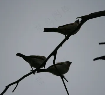 鸟飞，渺小，三重奏，党支部，天空，飞，翅膀，羽毛