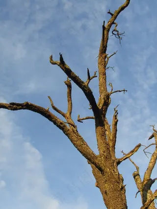 树，枯树，Waldsterben，木材