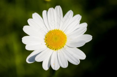 雏菊，花，白，黄色，植物，性质，春天