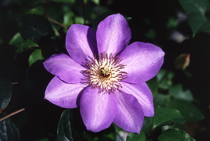 铁线莲杂交，花，盛开，开花，花瓣，花的