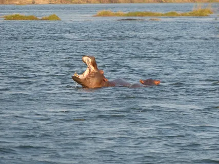 河马，赞比西河，河，野生动物园，非洲，动物