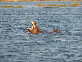 河马，赞比西河，河，野生动物园，非洲，动物