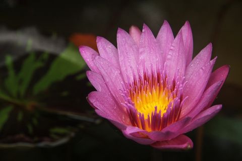 莲花，火，燃烧，荷叶，露水