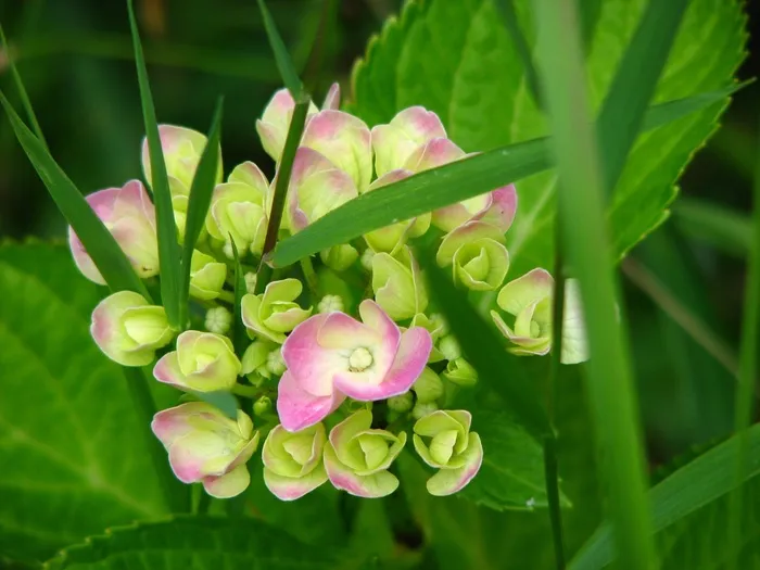 绣球,盛开,成长,花,绿色,粉红色,自然 绣球,盛开,成长,花,绿色,粉红色,自然