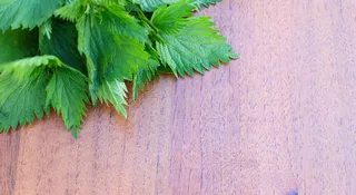 荨麻木背景，叶，背景，绿色