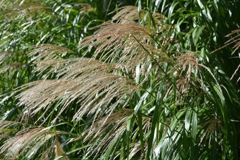 自然，秋天，草