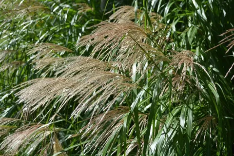 自然,秋天,草 自然,秋天,草