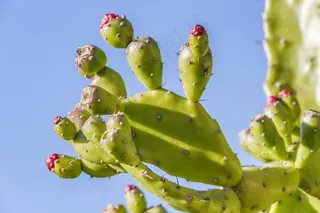 刺梨，仙人掌，水果，仙人掌，刺，植物