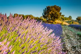 Levandula，字段，国家，Levandulové字段，紫色