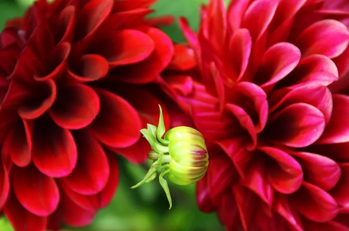 花，自然，红色，宏