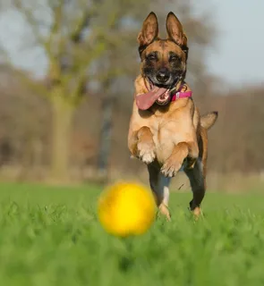 玛利诺犬,牧羊犬,狩猎球,注意 玛利诺犬,牧羊犬,狩猎球,注意
