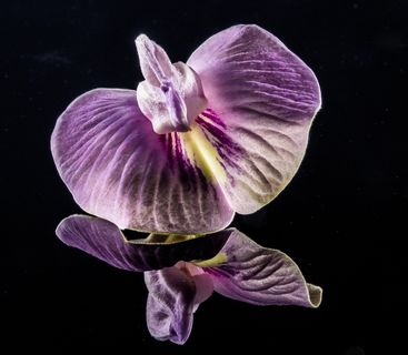 小花，花，紫，紫色，关闭