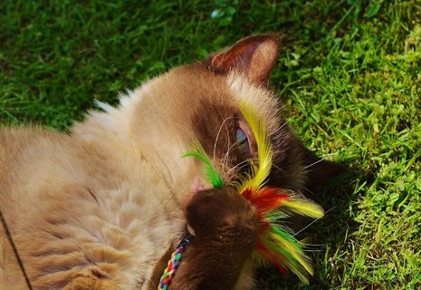 猫，英国短毛猫，戏剧，米氏，纯种，亲爱的