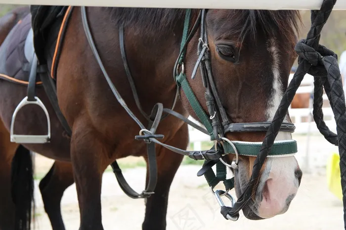 马，牧场，动物，遏制