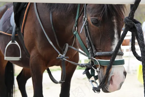 马，牧场，动物，遏制