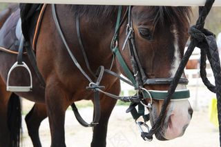马，牧场，动物，遏制