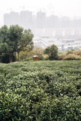 茶地,茶叶,茶叶树,草原,茶山,中国杭州的茶园