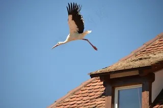 鹳，鸟，动物，拨浪鼓鹳，白鹳，屋顶